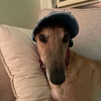 Photo of Spud, The Greyhound
