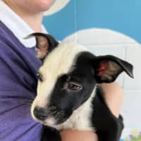 Photo of D1143 Marvin