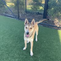 Photo of Roger Imp 1490