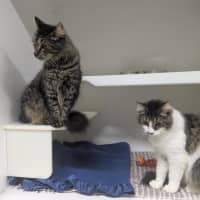 Photo of 🩵 Mocha 6980 🩵