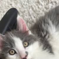 Photo of Mork And Mindy