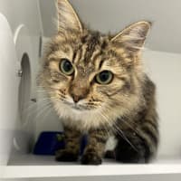 Photo of Cadbury