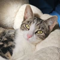 Photo of Gracie