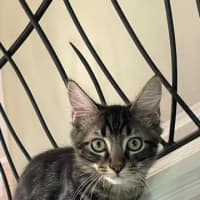 Photo of Yogi