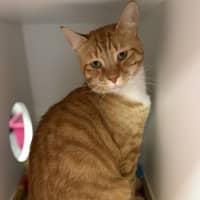 Photo of Whiskey
