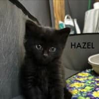 Photo of Hazel
