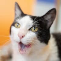 Photo of Pickles