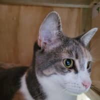 Photo of Liberty    Now Available At Pet Quarters Thornton