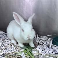 Photo of Snowball