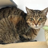 Photo of Sahara Sua014406