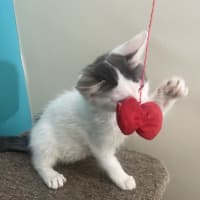 Photo of Alfie   Now Available At Pet Quarters Rutherford