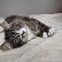 Photo of Toby