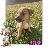 Photo of Rose/Honey