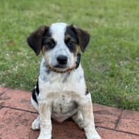 Photo of Curly Wurly 