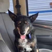 Photo of Jessica   6 Year Old Kelpie X Cattle Dog