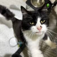 Photo of Catman