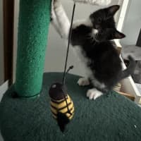 Photo of Checkers