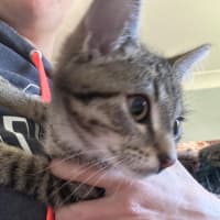 Photo of Spencer 🐱 