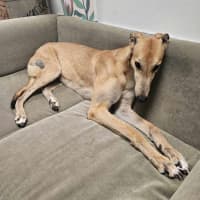 Photo of Ollie, The Greyhound