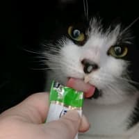 Photo of Ripley 🐾