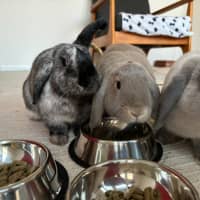 Photo of Celia / Ginger / Bonnie