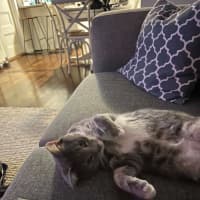Photo of Louis **2nd Chance Cat Rescue**