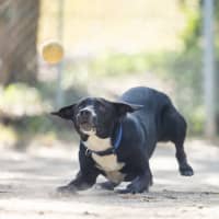 Photo of Bluey 