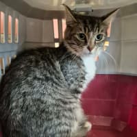 Photo of Darcy! ☘️