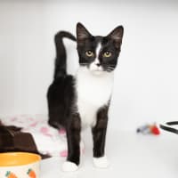 Photo of Muffinette