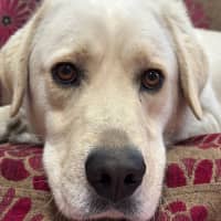 Photo of Orry