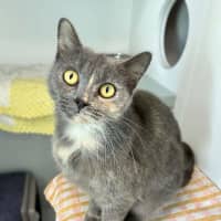 Photo of Princess Sprinkles