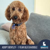 Photo of Bentley   1 Year Old Cavoodle (Trial)