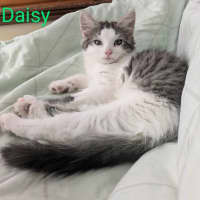 Photo of Daisy