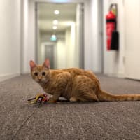 Photo of Cheerio