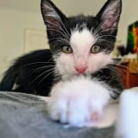 Photo of Whisper 