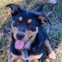 Photo of Stormy