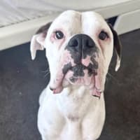 Photo of Rico And Mamacita