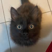 Photo of Hocus **2nd Chance Cat Rescue**