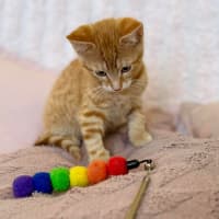 Photo of Ziggy   In Foster Care In Croydon