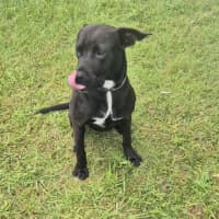 Photo of Bella (9225)