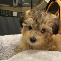 Photo of Willow