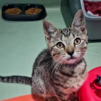 Photo of Pepper