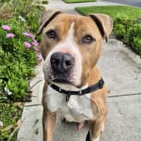 Photo of Tyson