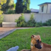 Photo of Teddy   6 Month Old Mastiff X