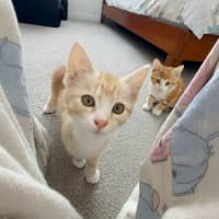 Photo of Macaroni Kitten