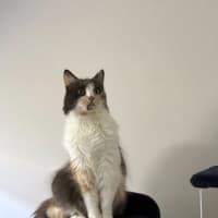 Photo of Pepper