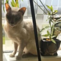 Photo of Bb **2nd Chance Cat Rescue**