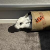 Photo of Casper