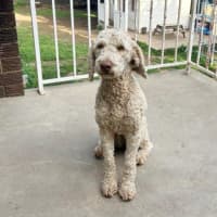 Photo of Stella Valenti