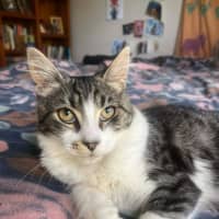Photo of Sage